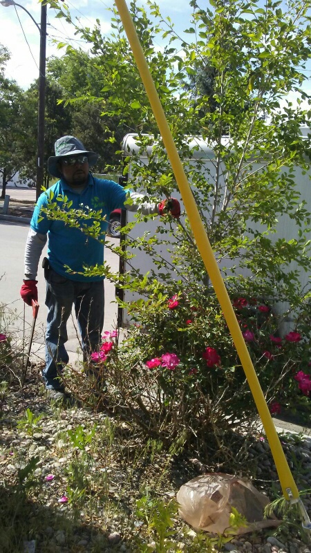 Tree Planting